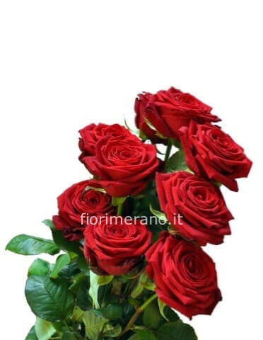 Rose rosse extra stelo 70cm