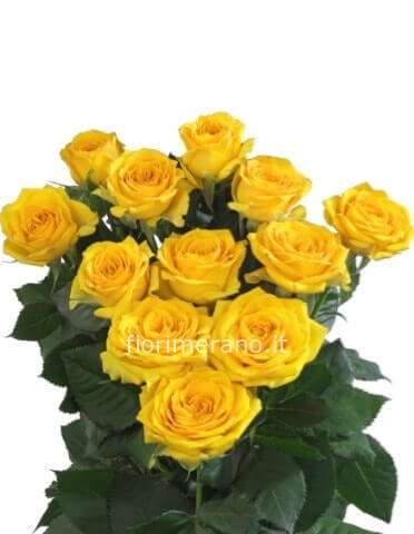 Rose gialle a stelo extra 70cm