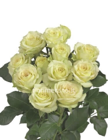 Rose bianche a stelo extra 70cm